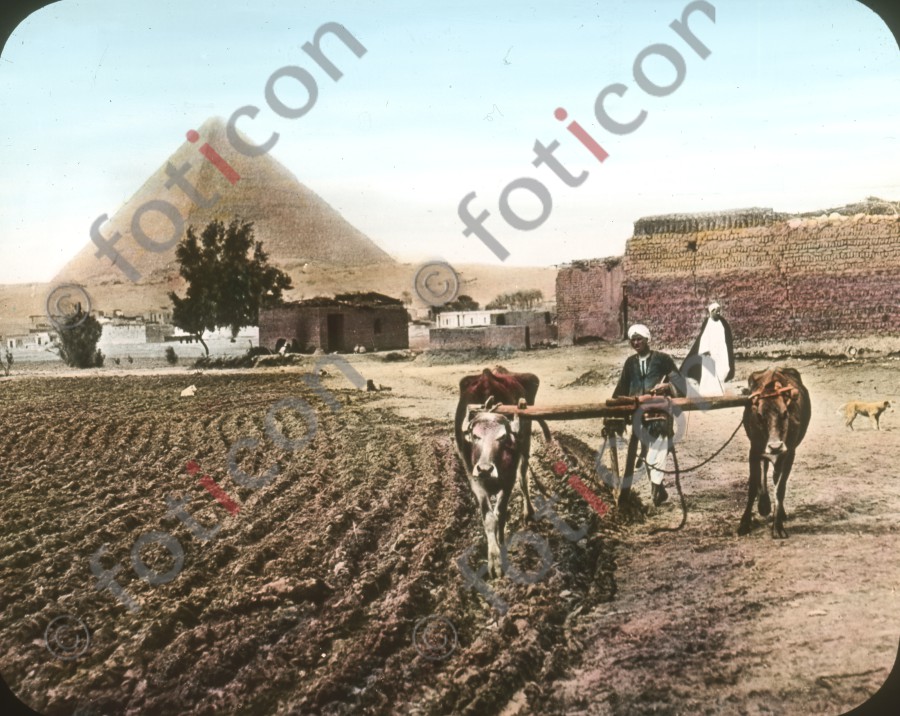 Pflügende Bauern | Plowing farmers - Foto foticon-simon-008-025.jpg | foticon.de - Bilddatenbank für Motive aus Geschichte und Kultur